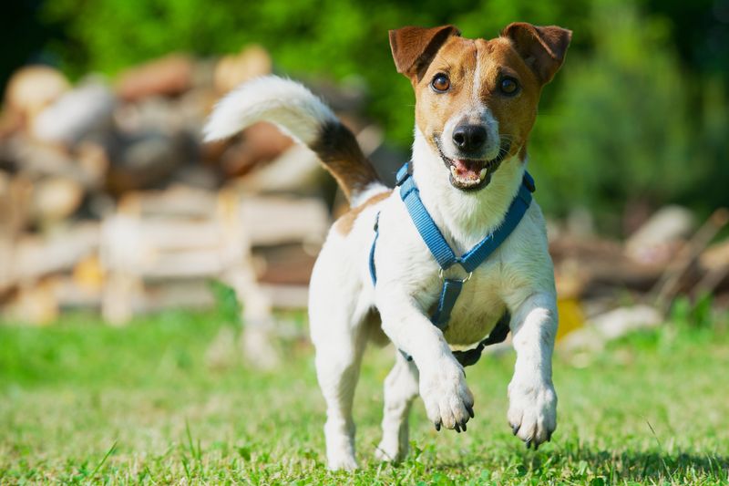 Jack Russell Terrier