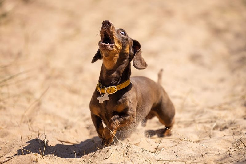 Dachshund