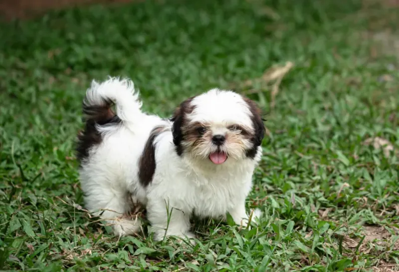 Shih Tzu