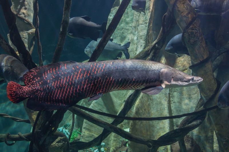 Arapaima