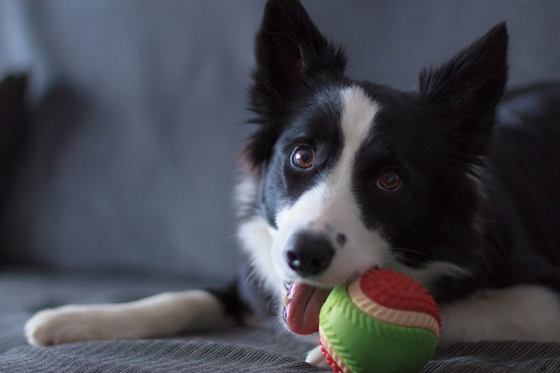 Border Collie