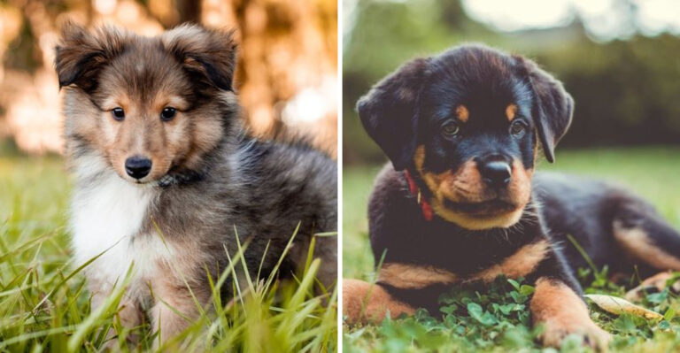 Meet The 10 Smartest Puppies On The Planet (And The 10 Least Intelligent)