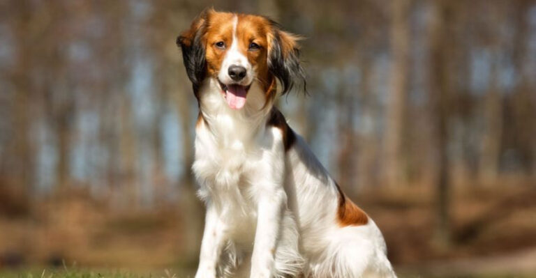 Meet The Dutch Retriever With A Rich History And Unique Traits