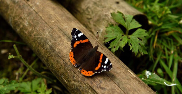 Meet The Red Admiral Butterfly And Learn How To Attract Them