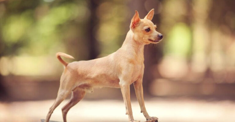 Meet The Tiniest Dog Breed In The World And See The Rest Of The Smallest Breeds
