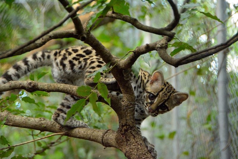 Remarkable Climbing Acrobats