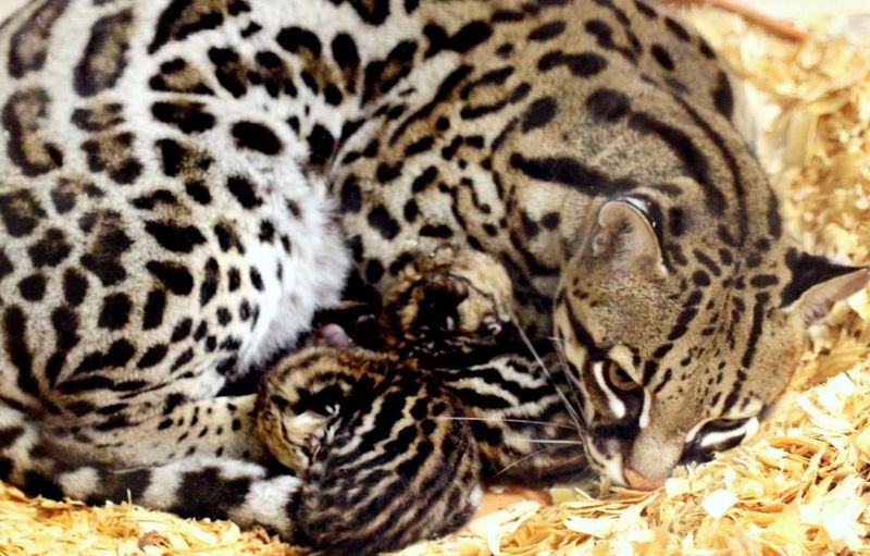 Slow Reproduction Rate