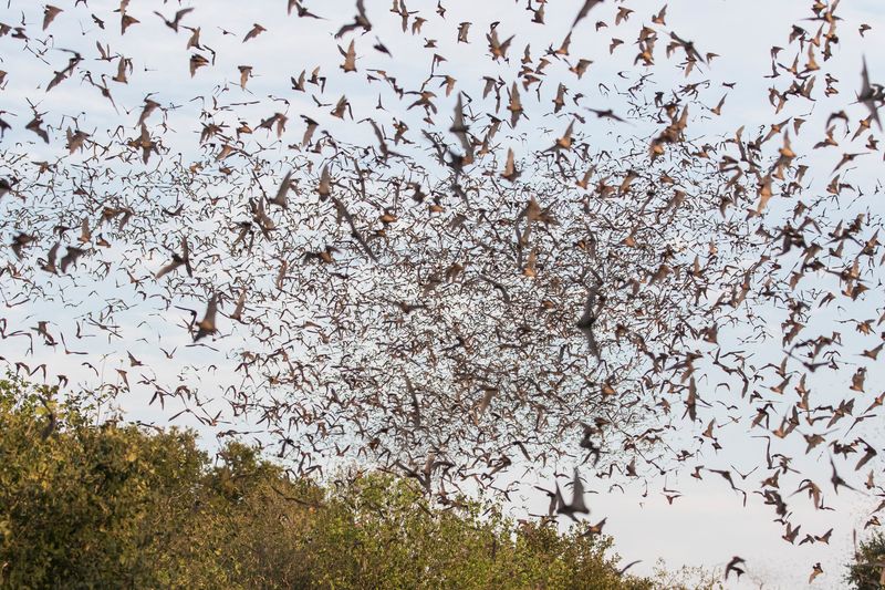Texas: Surprising Biodiversity Haven