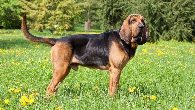 Virginia - Bloodhound