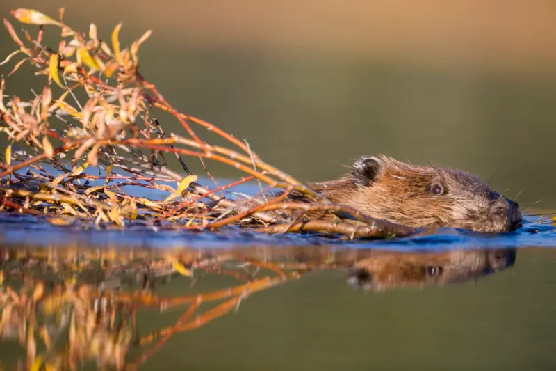 Wildlife Refuge Providers
