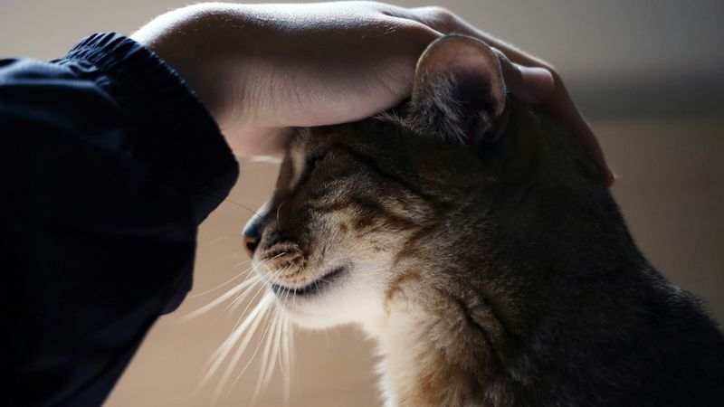 Companionship Without Overwhelm