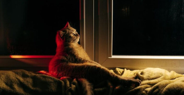 Midnight Snuggles Or Anxiety? 15 Reasons Cats Get Extra Needy At Night
