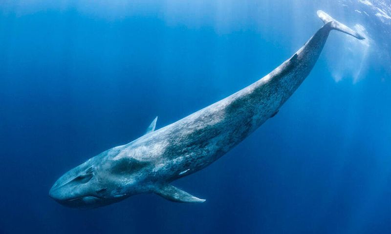 Blue Whale