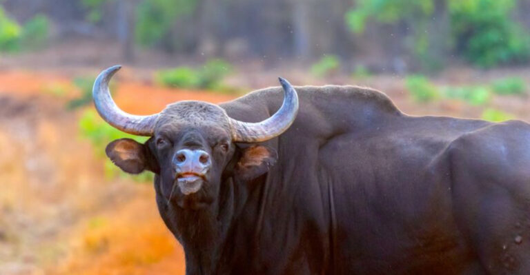 Might Of The Wild: Here Are The 19 Largest Mammals On Earth