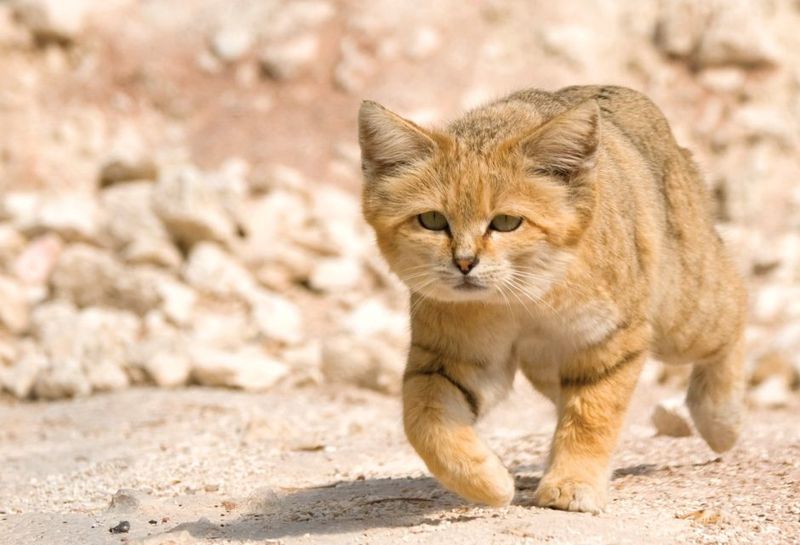 Endangered Yet Enduring