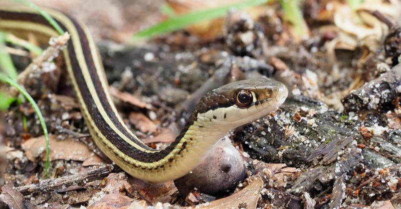 Ribbon Snake