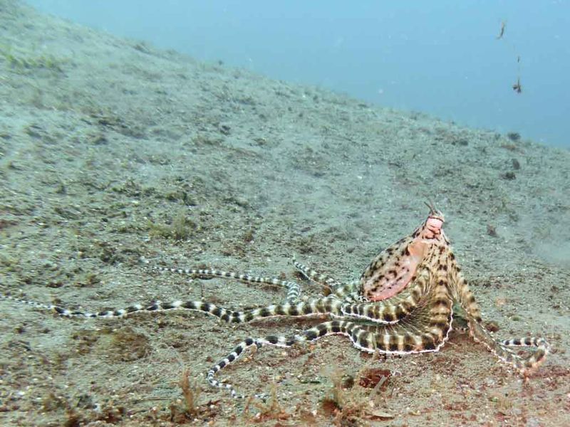 Camouflage Mastery