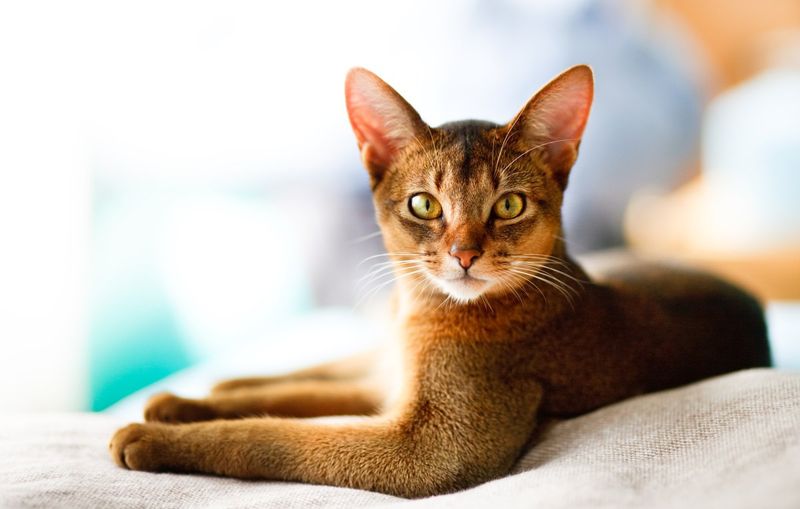 Feline Independence