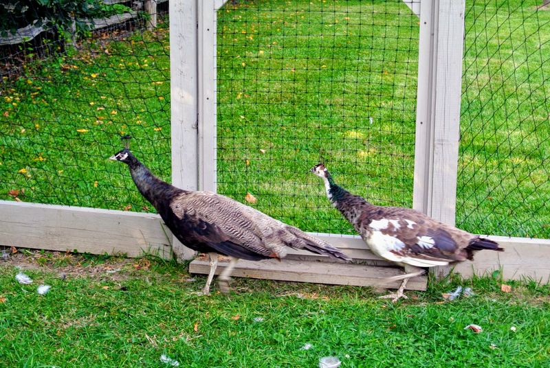 Pea Fowl