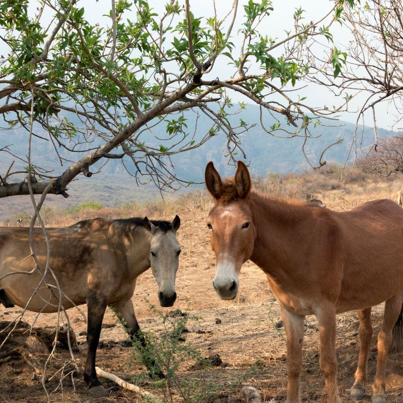 Mules