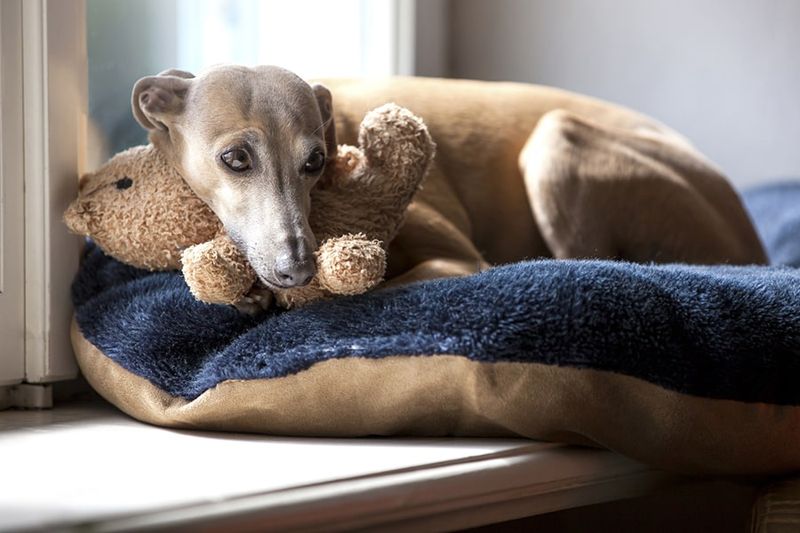 Italian Greyhound