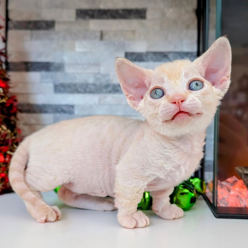 14 Surprising Facts About The Unique Minskin Cat 14 Surprising Facts About The Unique Minskin Cat