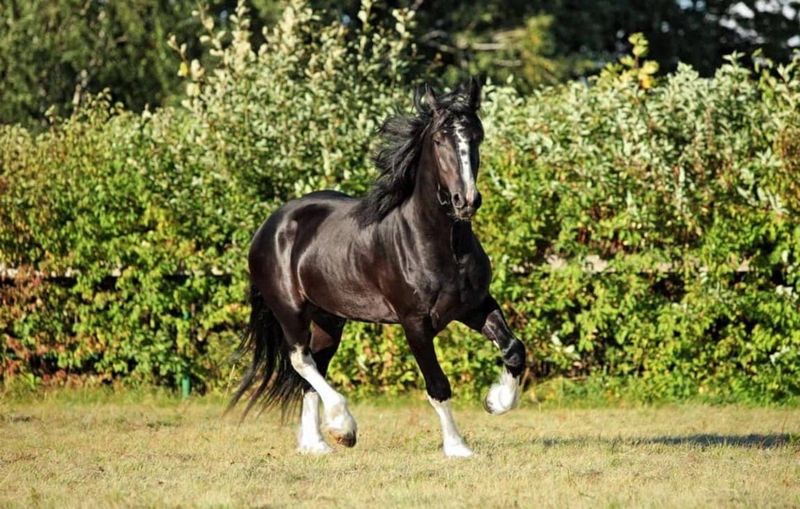 Shire Horse