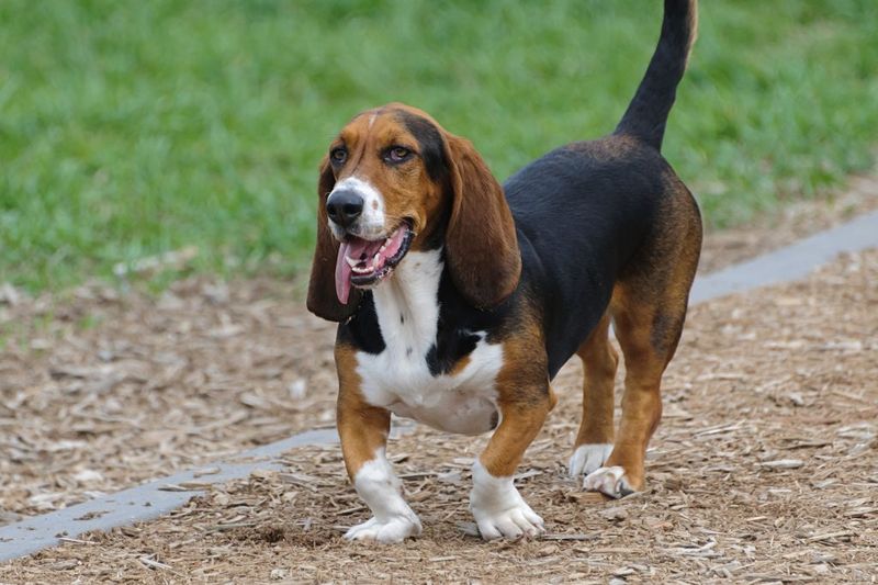 Tennessee - Basset Hound
