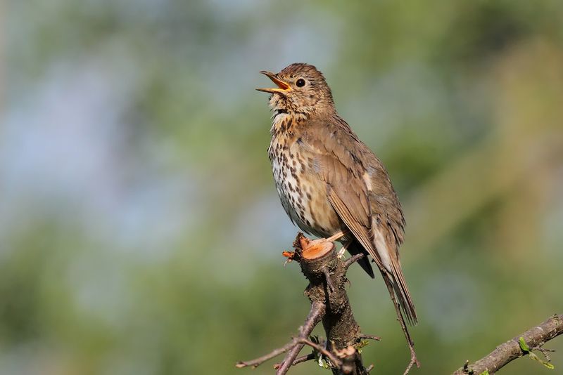 Song Thrush