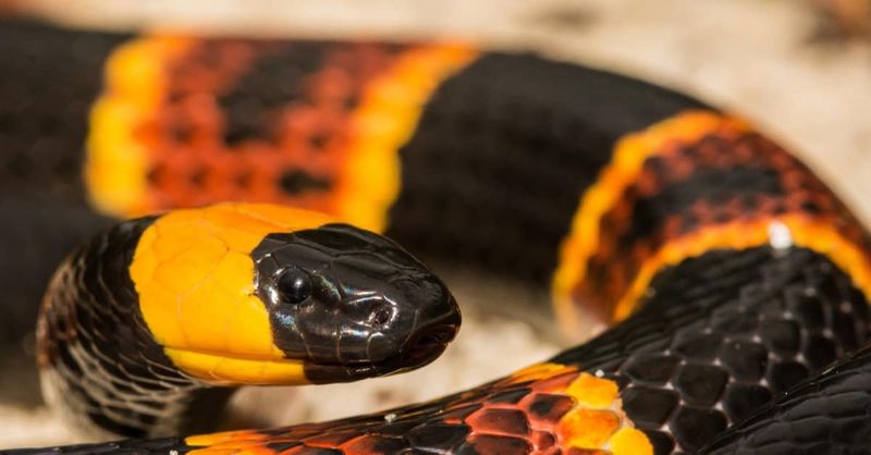 Texas Coral Snake