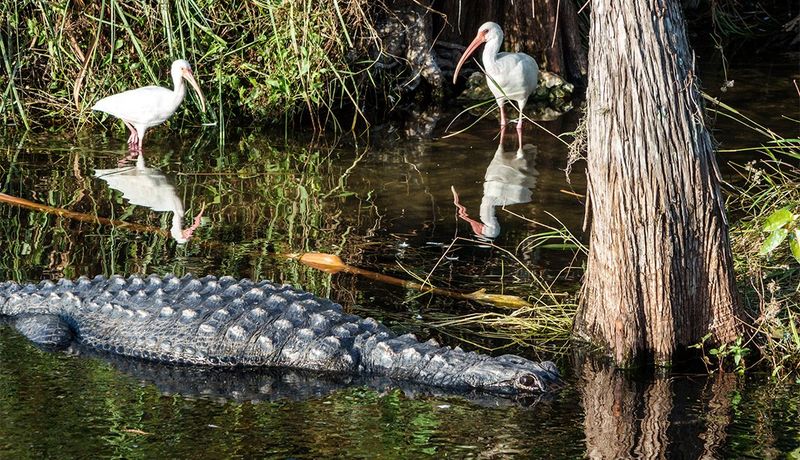 Florida: Subtropical Wildlife Wonderland