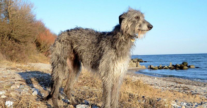 Vermont - Scottish Deerhound
