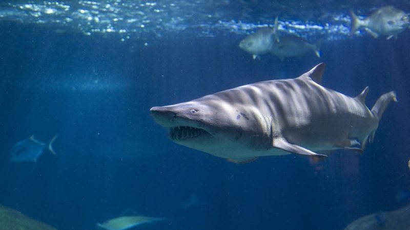 Sharks (Various Species)
