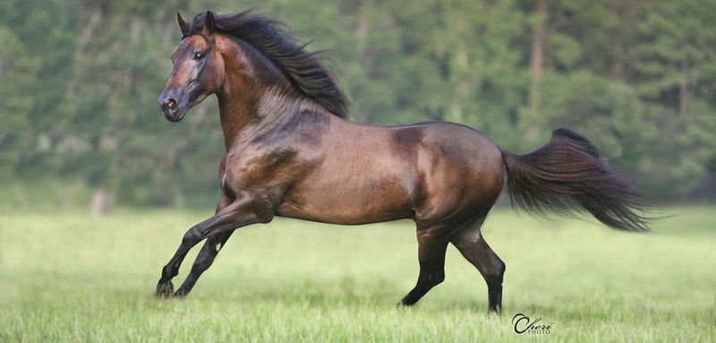 Paso Fino
