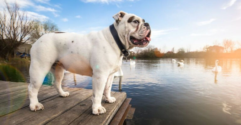 Most Popular Dog Breeds In 20 Different States