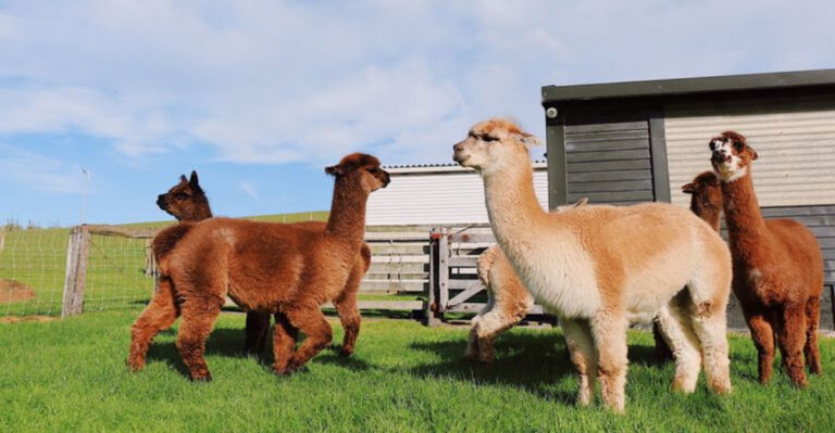 Most Profitable Animals To Have On Small American Farms
