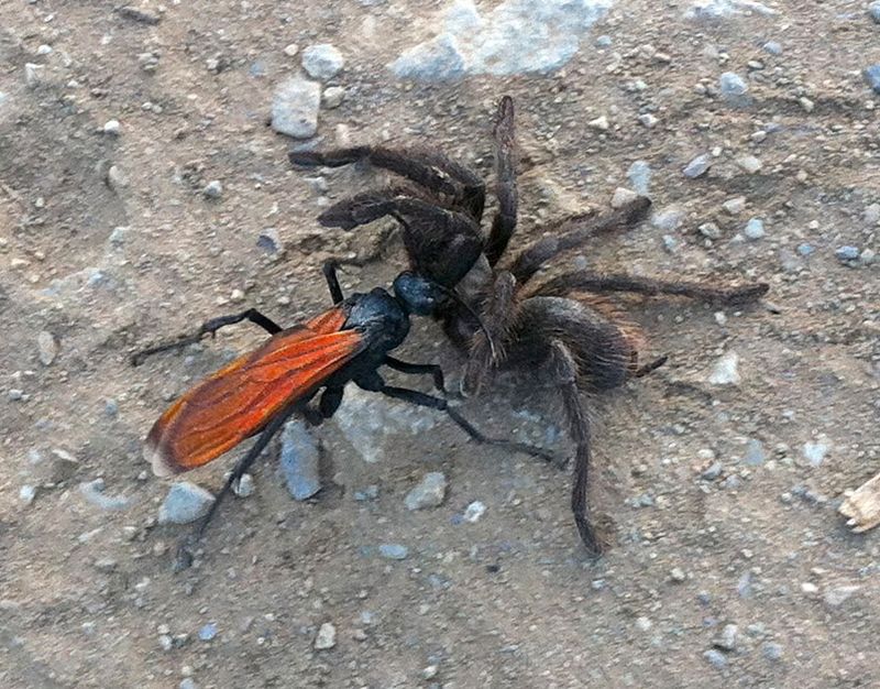 Tarantula Hawk Wasp