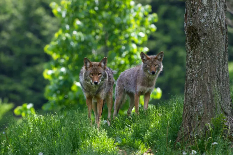 Coyote