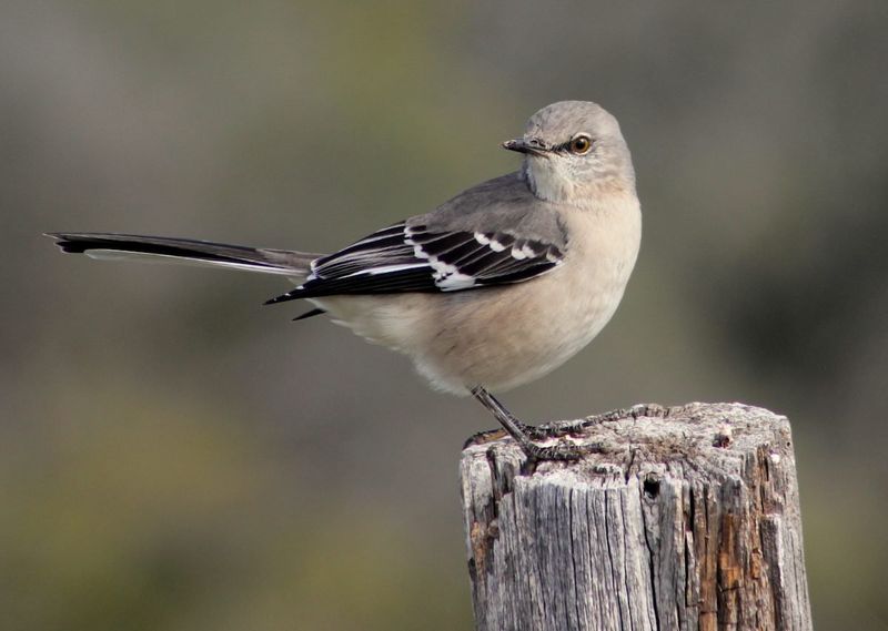 Northern Mockingbird