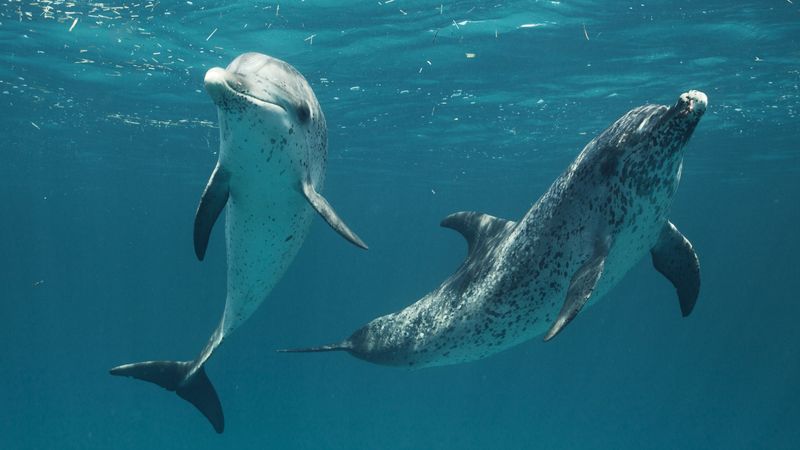 Dolphin