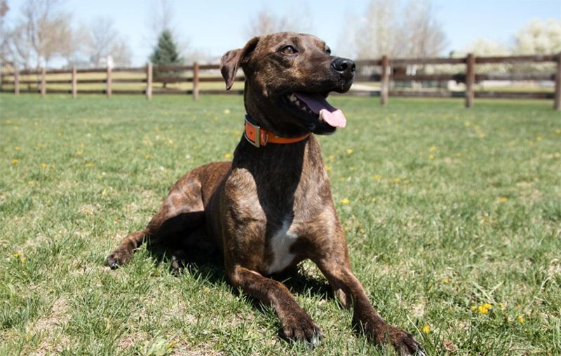 Plott Hound: The Tenacious Mountain Hunter