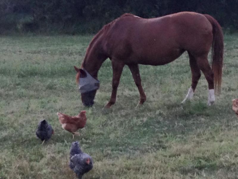 Chickens