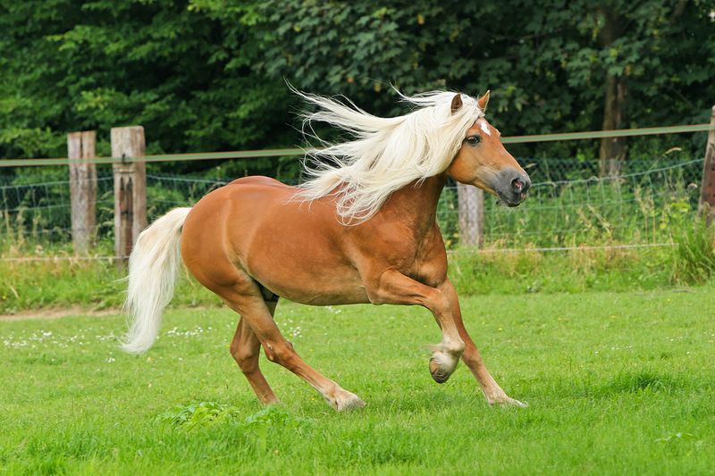 Haflinger