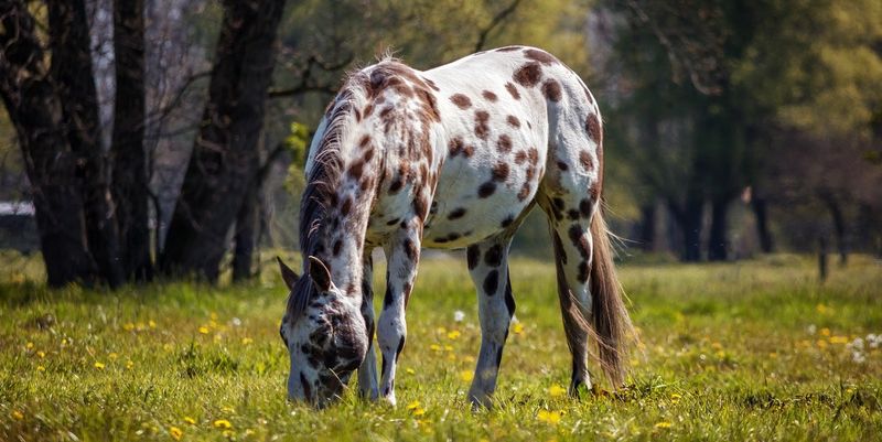 Appaloosa