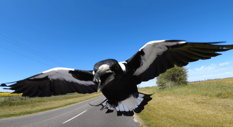 Australian Magpie