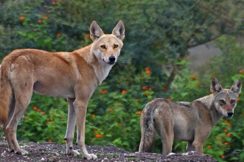 The Wolf-Dog Connection