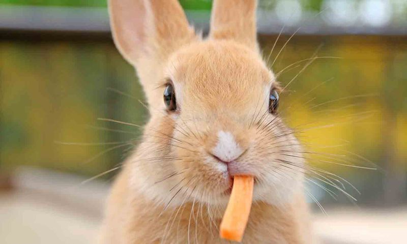 Rabbit