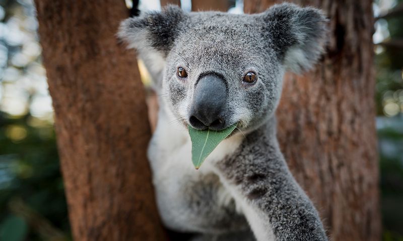 Koalas In Pop Culture
