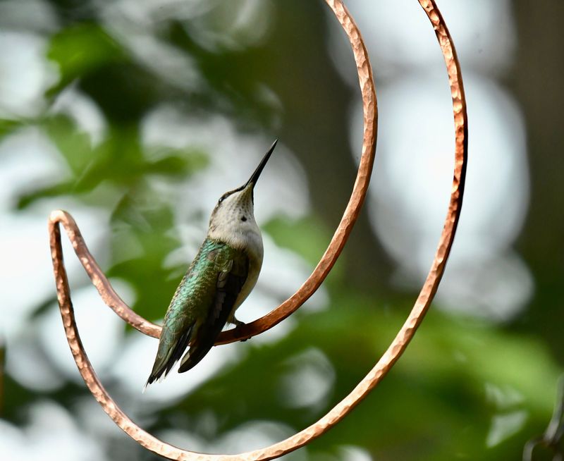 Treetop Perches