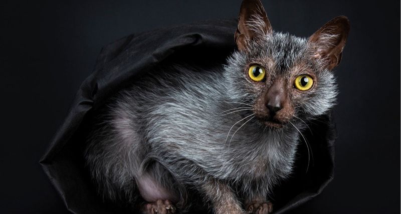 Werewolf Look